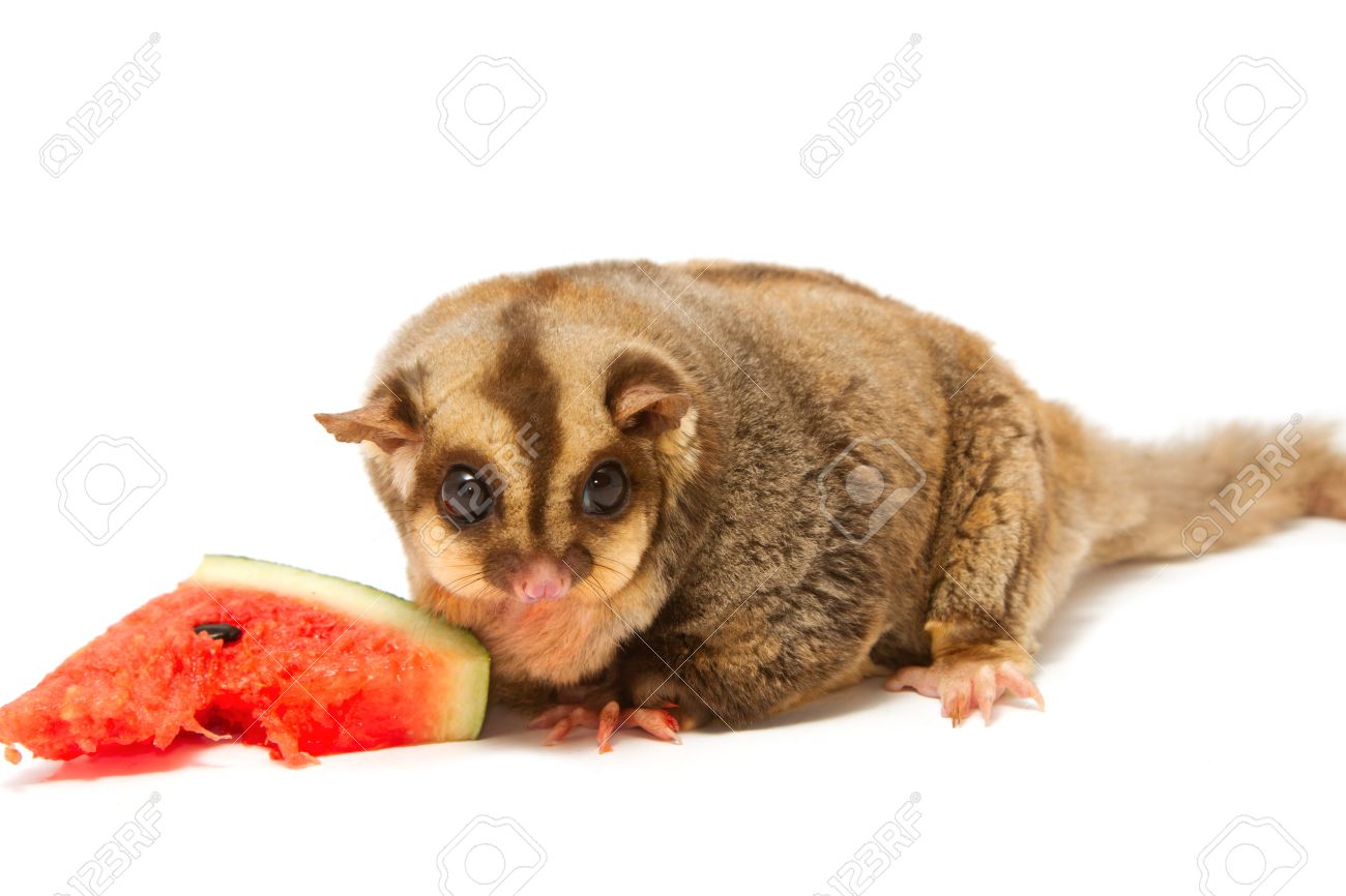 Buy Sugar Glider Buy Sugar Glider