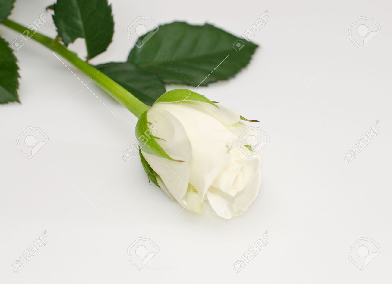 Single White Rose