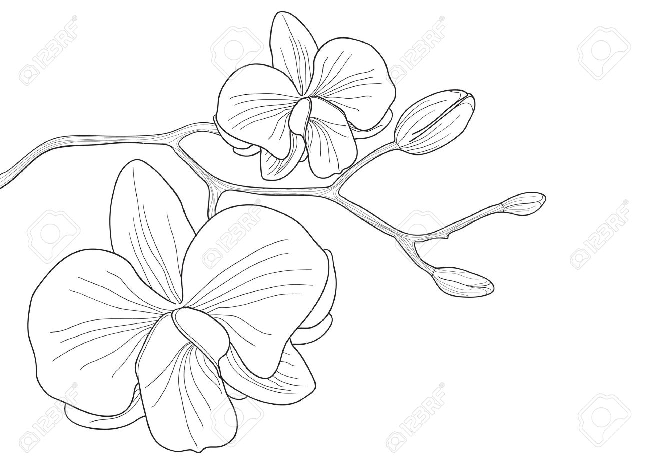 Orchid Clip Art Black And White