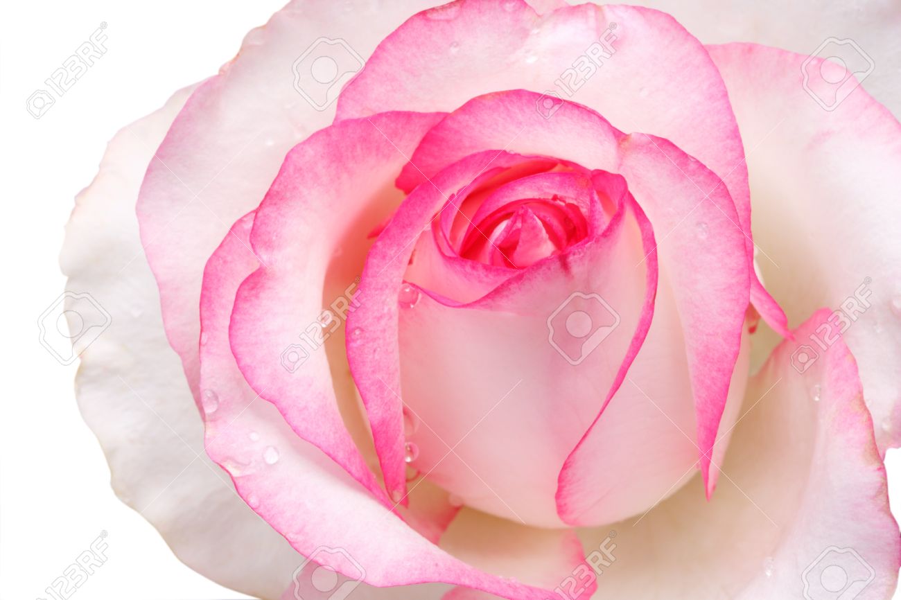 Single Pink Rose