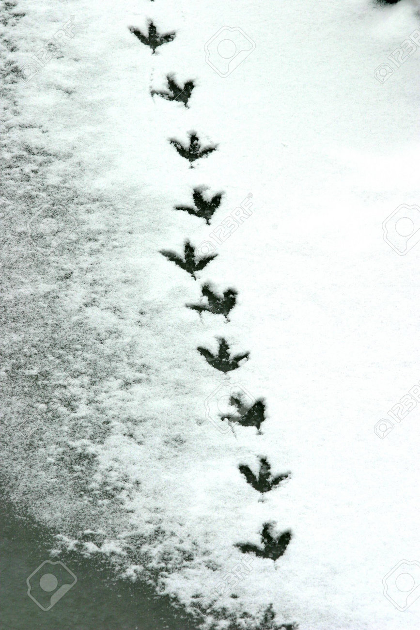 Afficher l'image d'origine