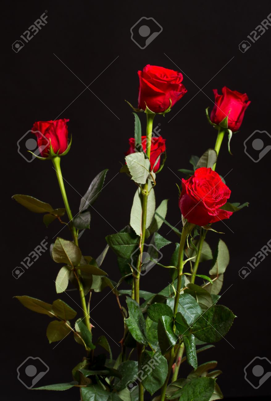 Red Roses With Water Drops With Black Background