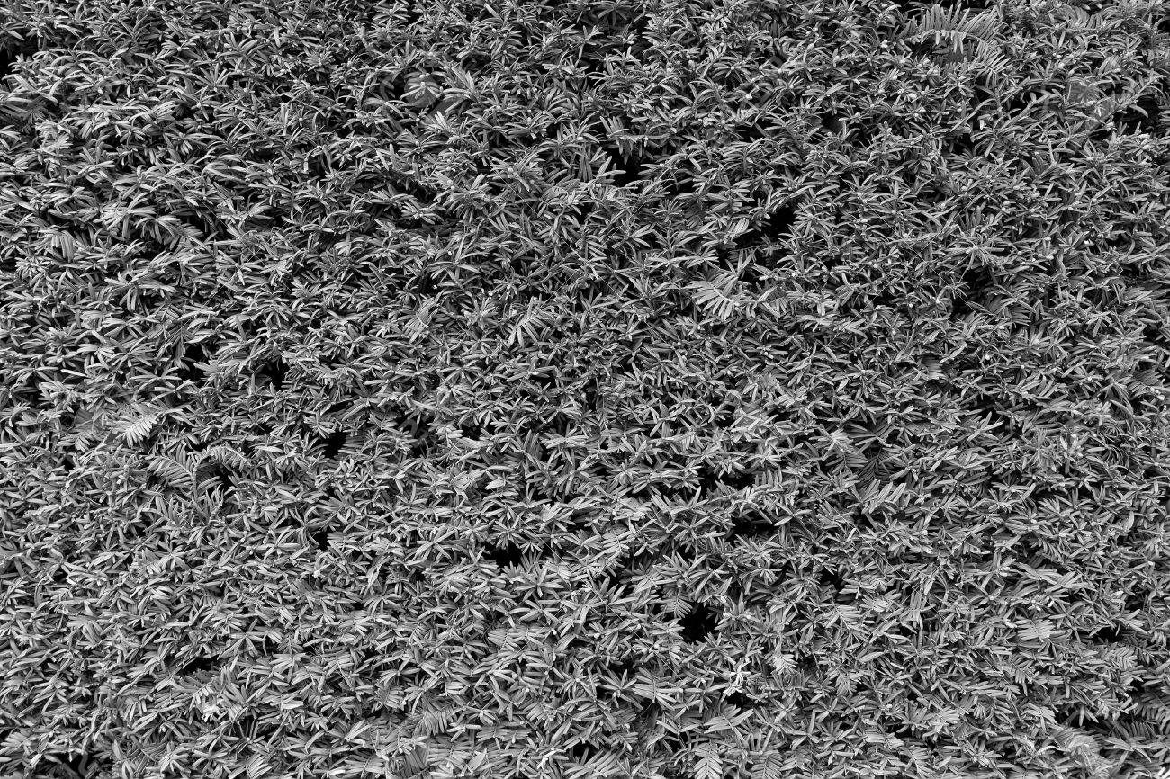 Rami freschi con rami secchi taglio come texture. tagliare ...