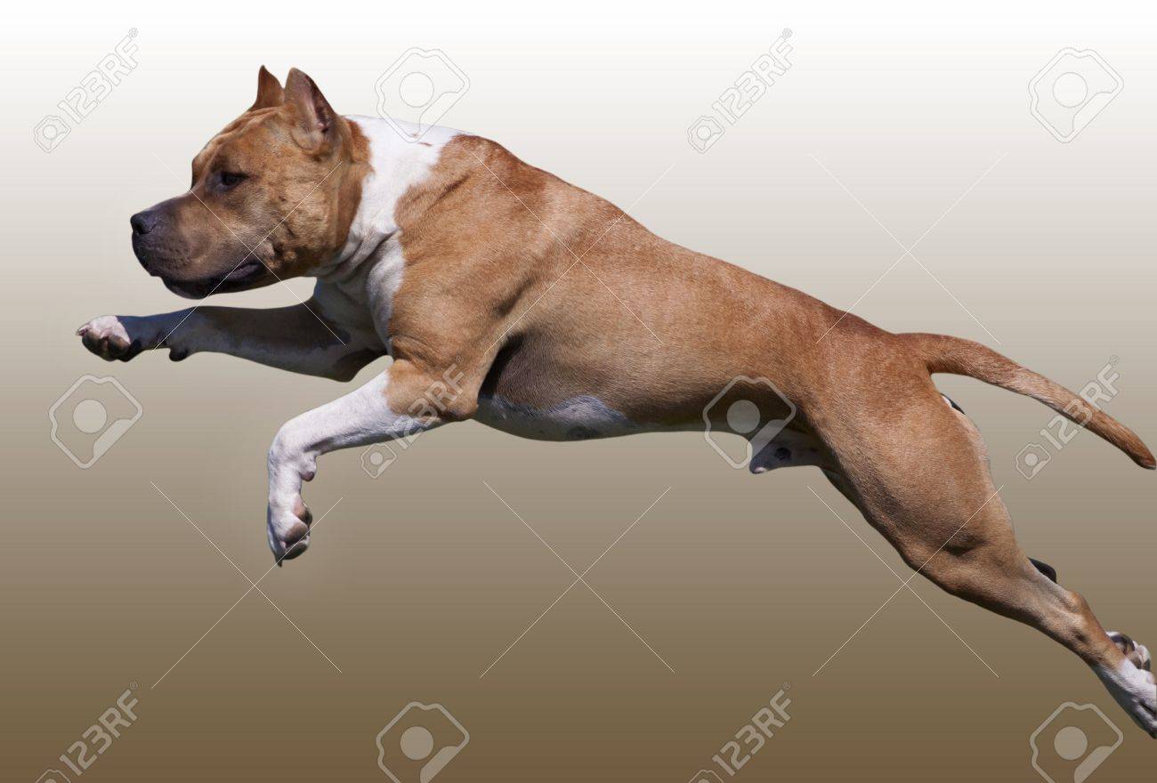 Image result for PICTURES OF AMERICAN STAFFORDSHIRE TERRIER