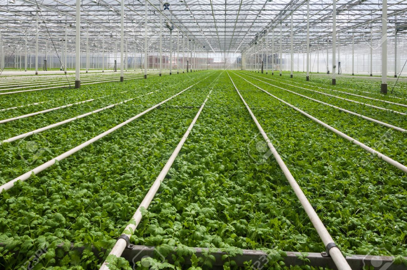 FAIDA NA HASARA ZA KILIMO CHA GREEN HOUSE