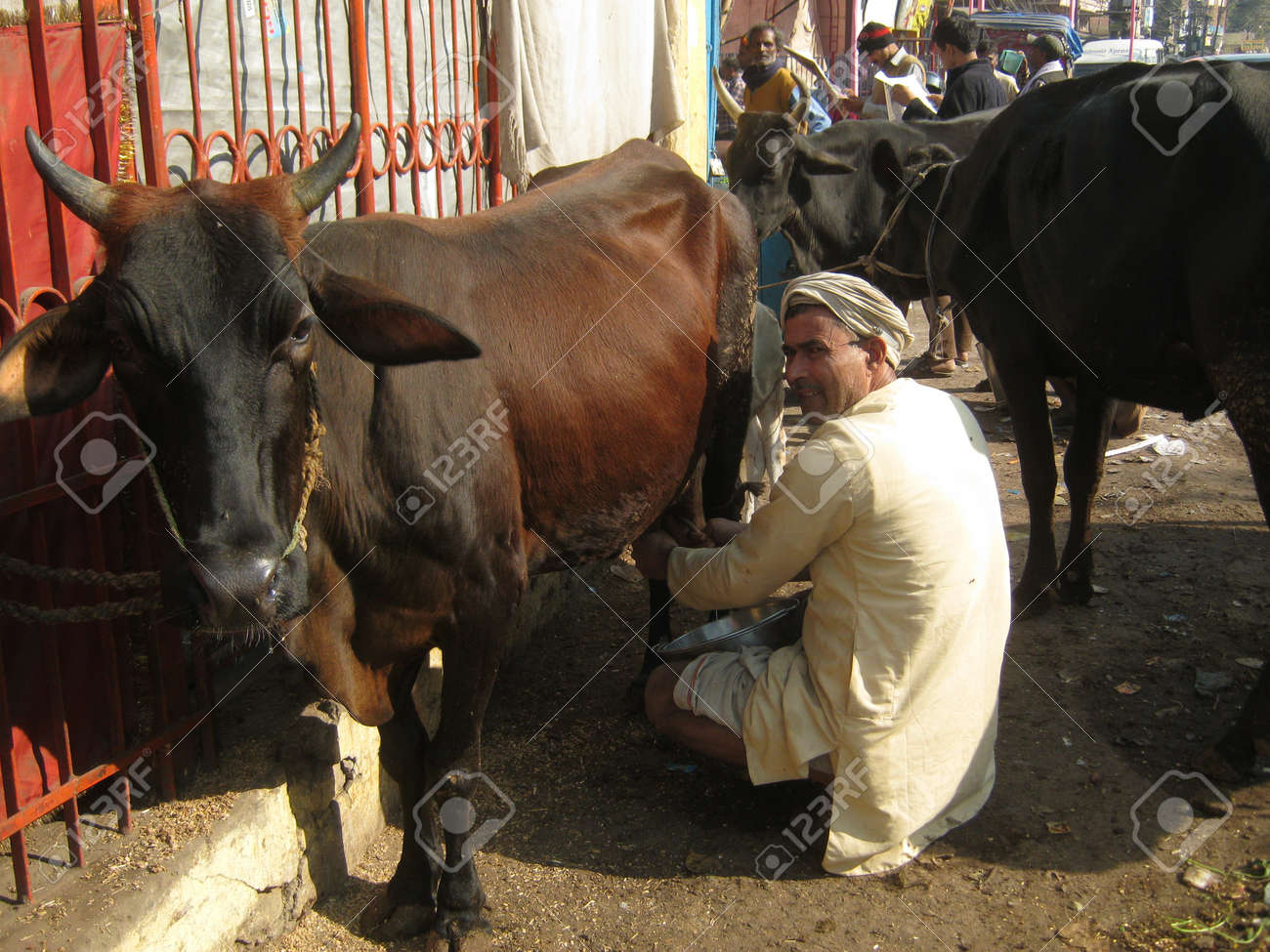 bihari essay indian cow bihari essay indian cow