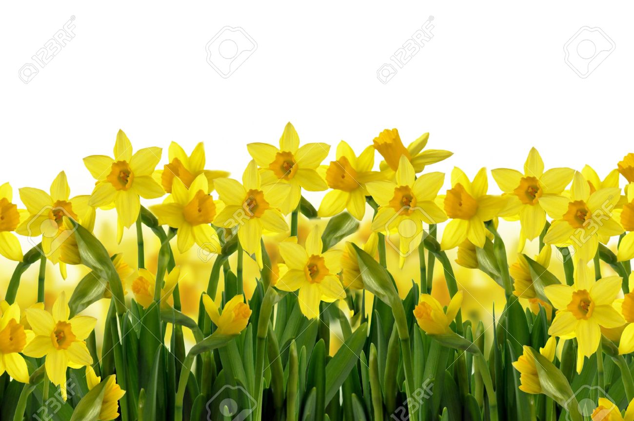 Yellow spring flowers background Yellow spring flowers background