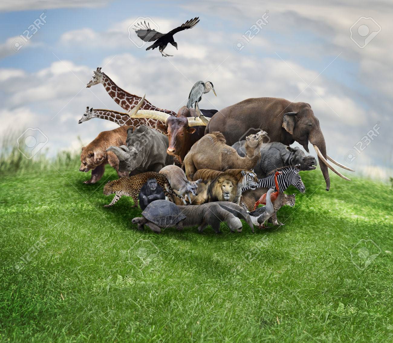 Wild animals collage