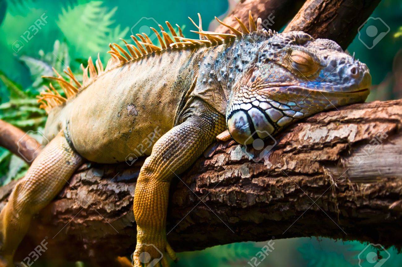 iguana y el perezoso