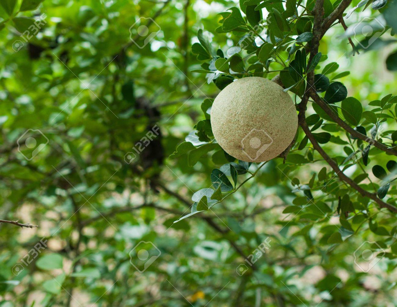 http://previews.123rf.com/images/sayhmog/sayhmog1209/sayhmog120900018/15117663-Closeup-of-wood-apple-or-Makwid-on-tree-Stock-Photo.jpg