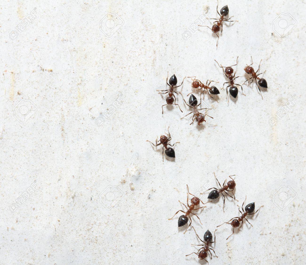 Image result for ants on wall images