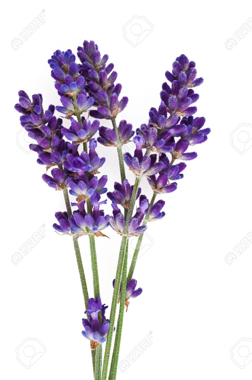 73 Lavender Flower Wallpapers On Wallpaperplay Purple Flowers Wallpaper Flower Aesthetic Purple Flowers