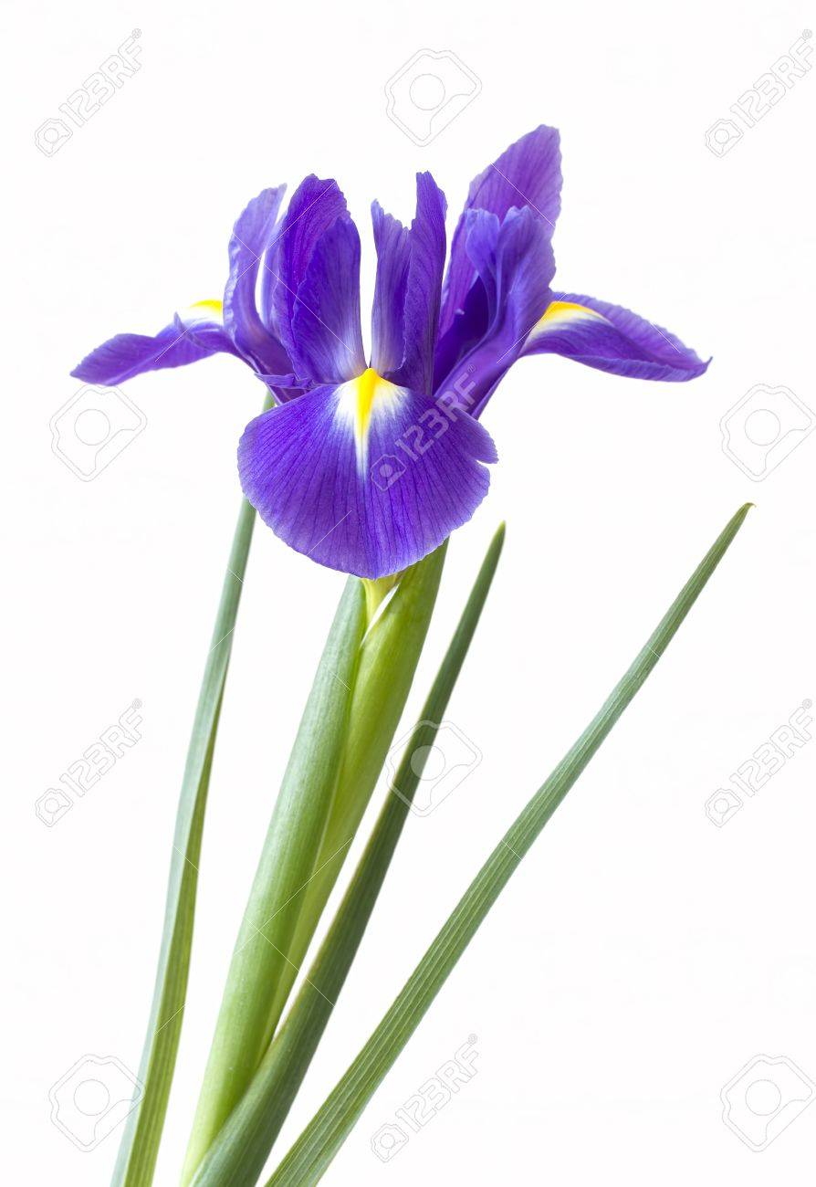 Single Flower White Background No Watermark