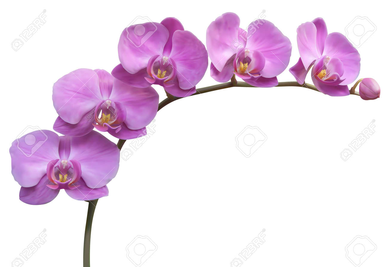 Orchid Clipart Border