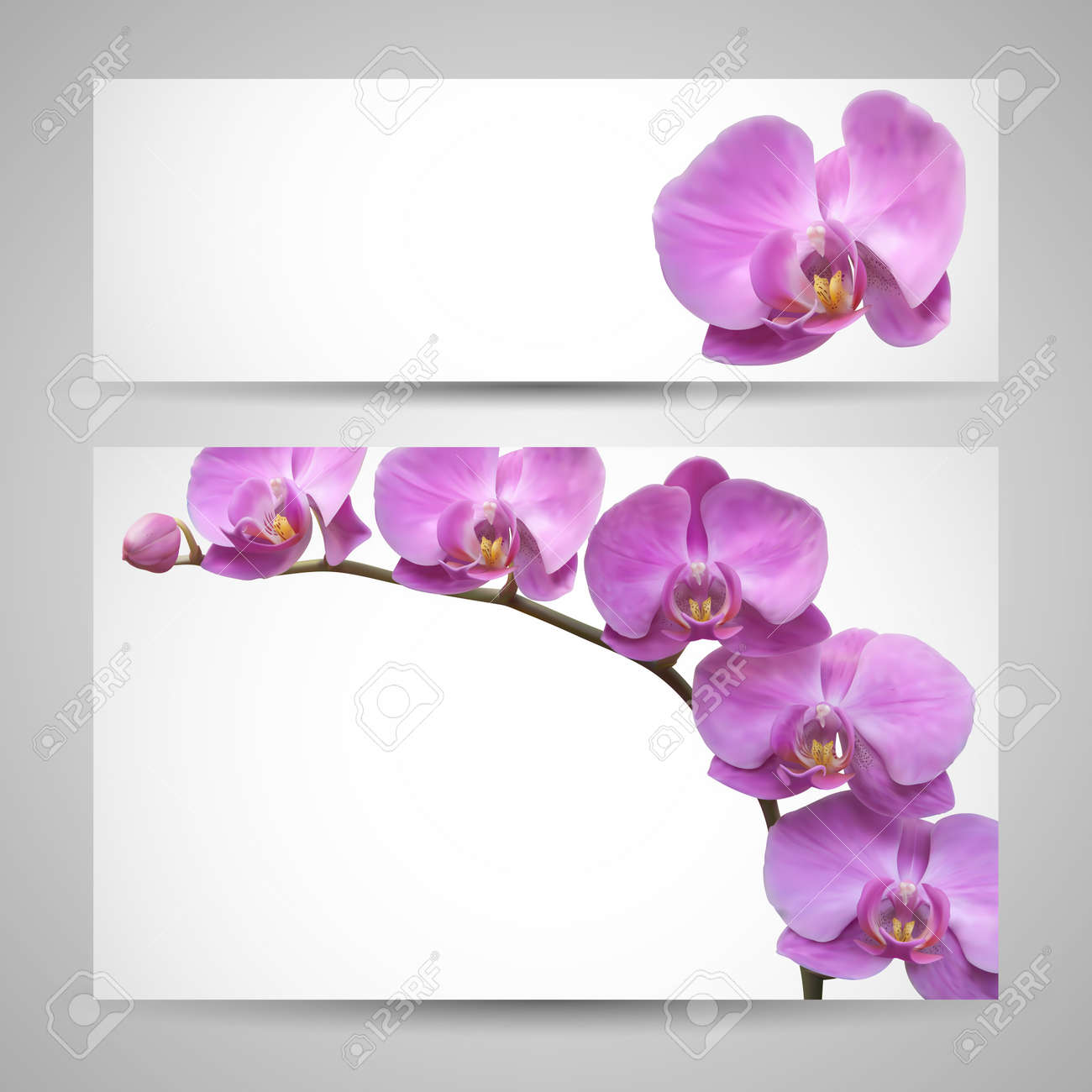 Blue Orchid Vector