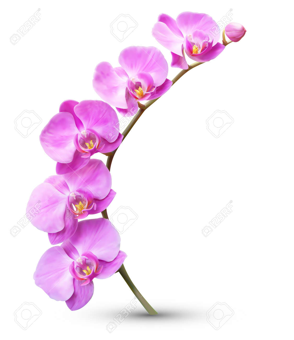 Orchid Clip Art