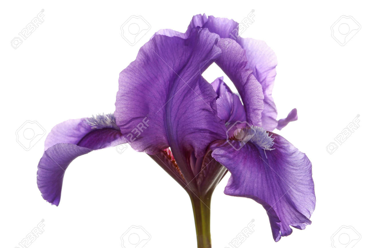 Single Flower White Background No Watermark Single Flower White Background No Watermark