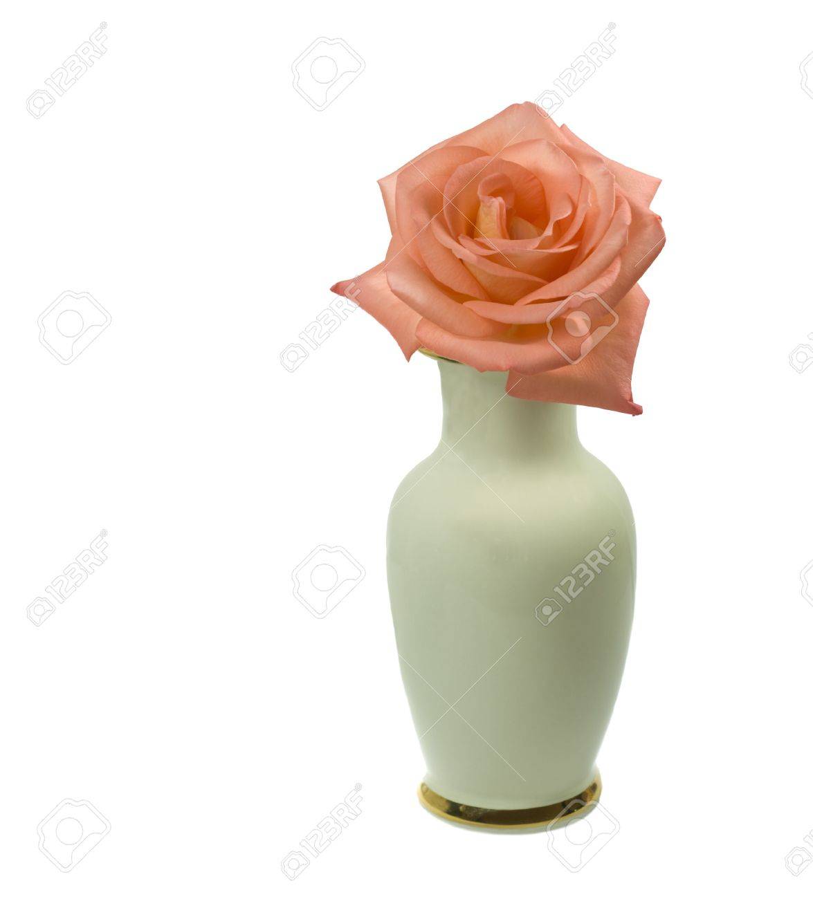 Single White Rose In Vase