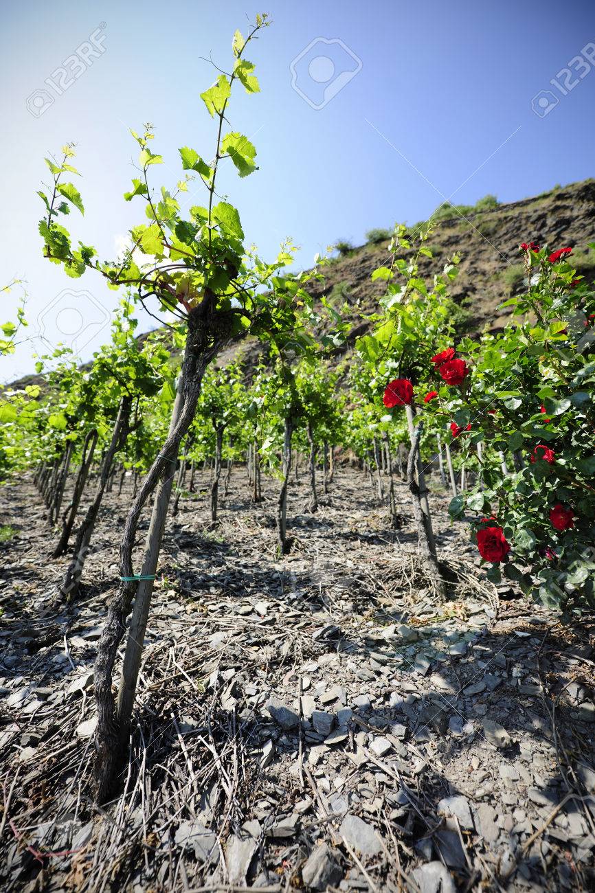 external image 28643679-Vi-edos-en-el-Mosela-con-la-rosa-roja-m-todo-de-siembra-especial-de-las-vides-en-suelo-de-pizarra-Al-Foto-de-archivo.jpg