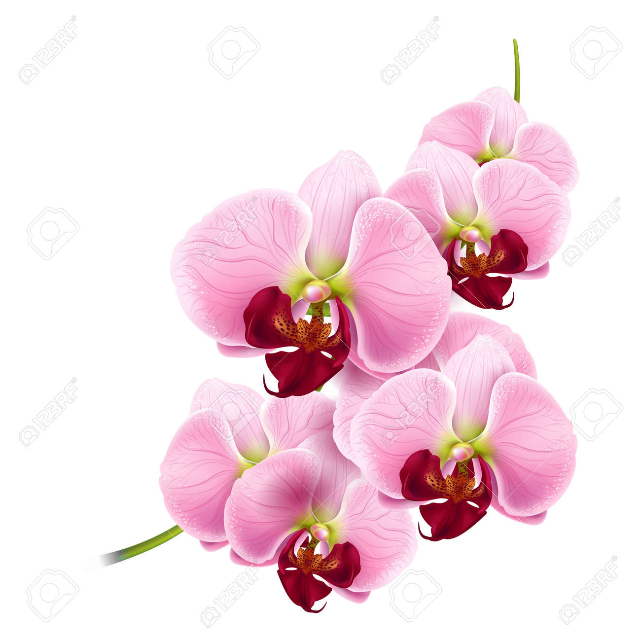 White Orchid Vector