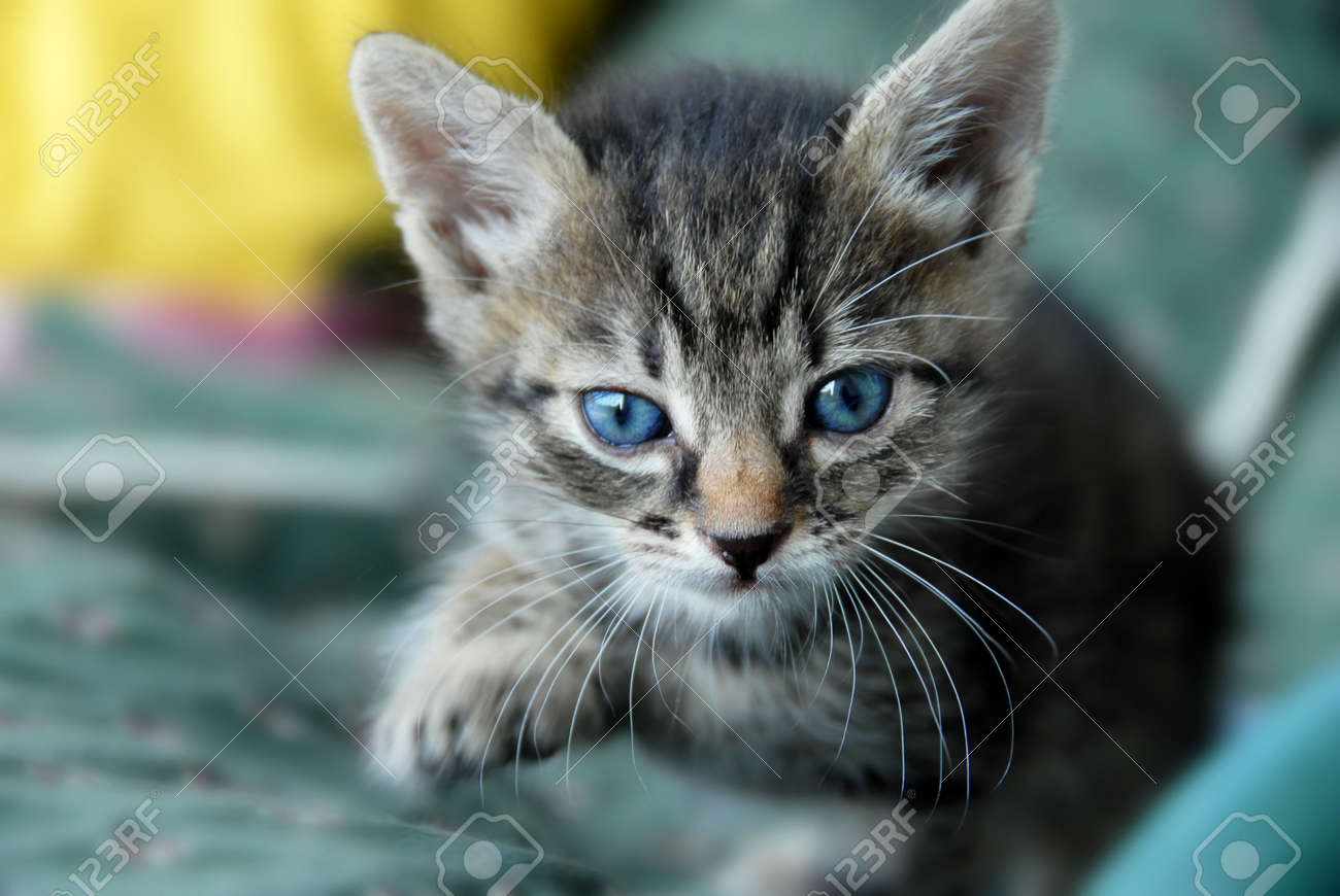 chat face a son image vidéo Dailymotion