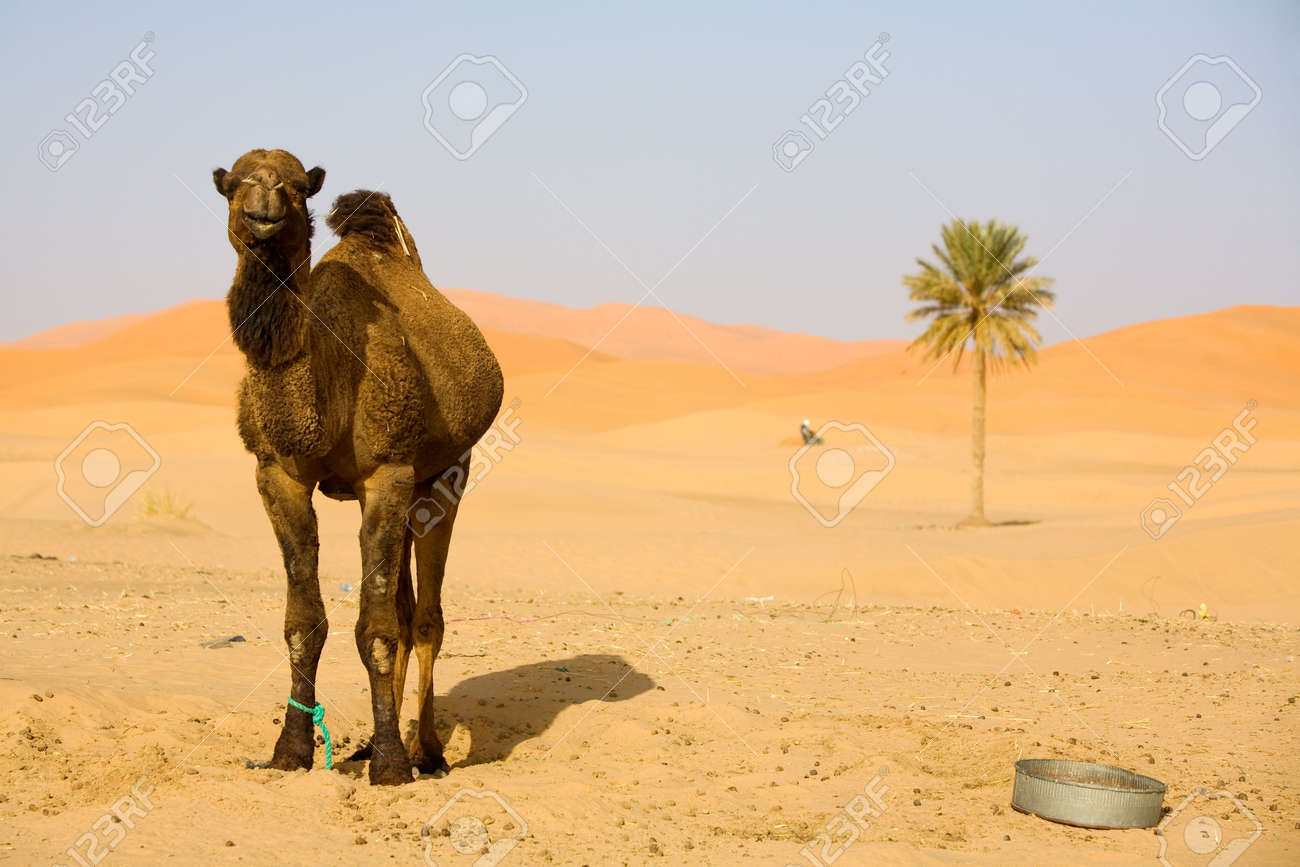 Resultat d'imatges de desierto con camellos