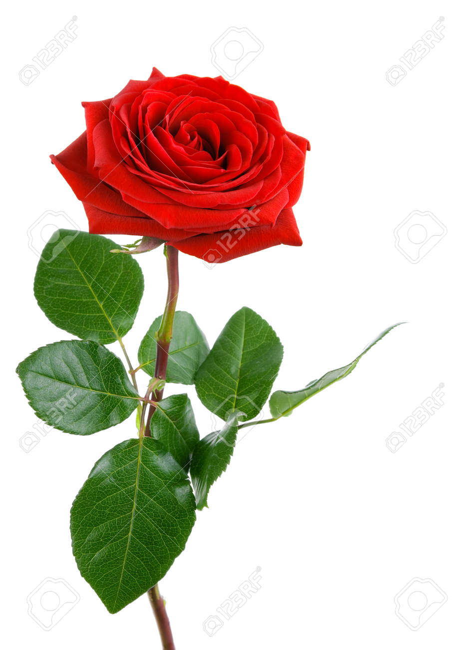 Red Rose With Stem Red Rose With Stem
