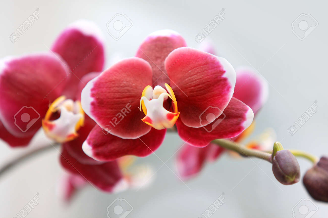 Red Orchid Flower