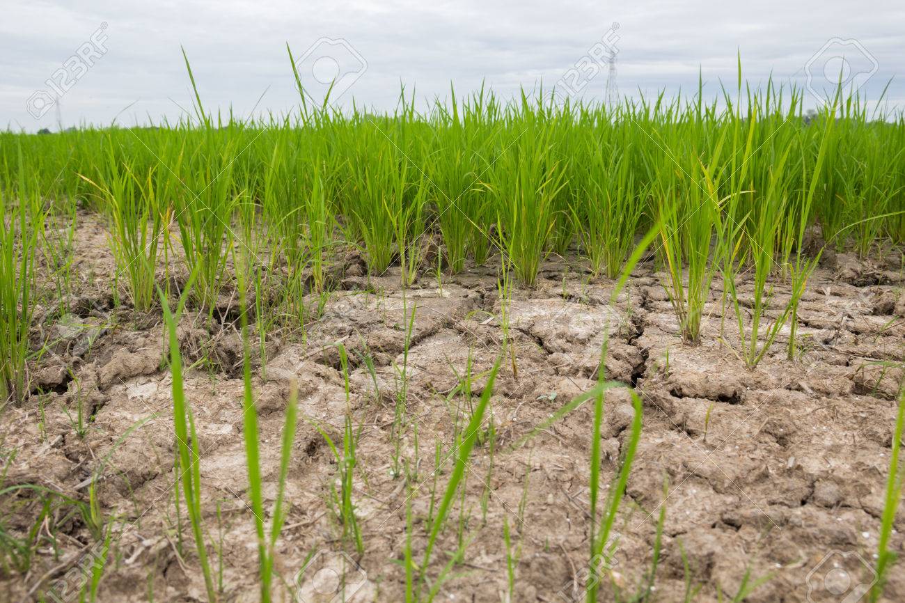 23899978-Green-fields-and-the-parched-ground-The-smell-of-fresh-air-Deep-reverted-to-their-own-homeland--Stock-Photo.jpg