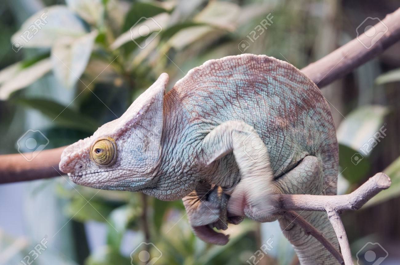 1425066-Parsons-Chameleon-Chamaeleo-parsonii-landscape-orientation-Stock-Photo.jpg