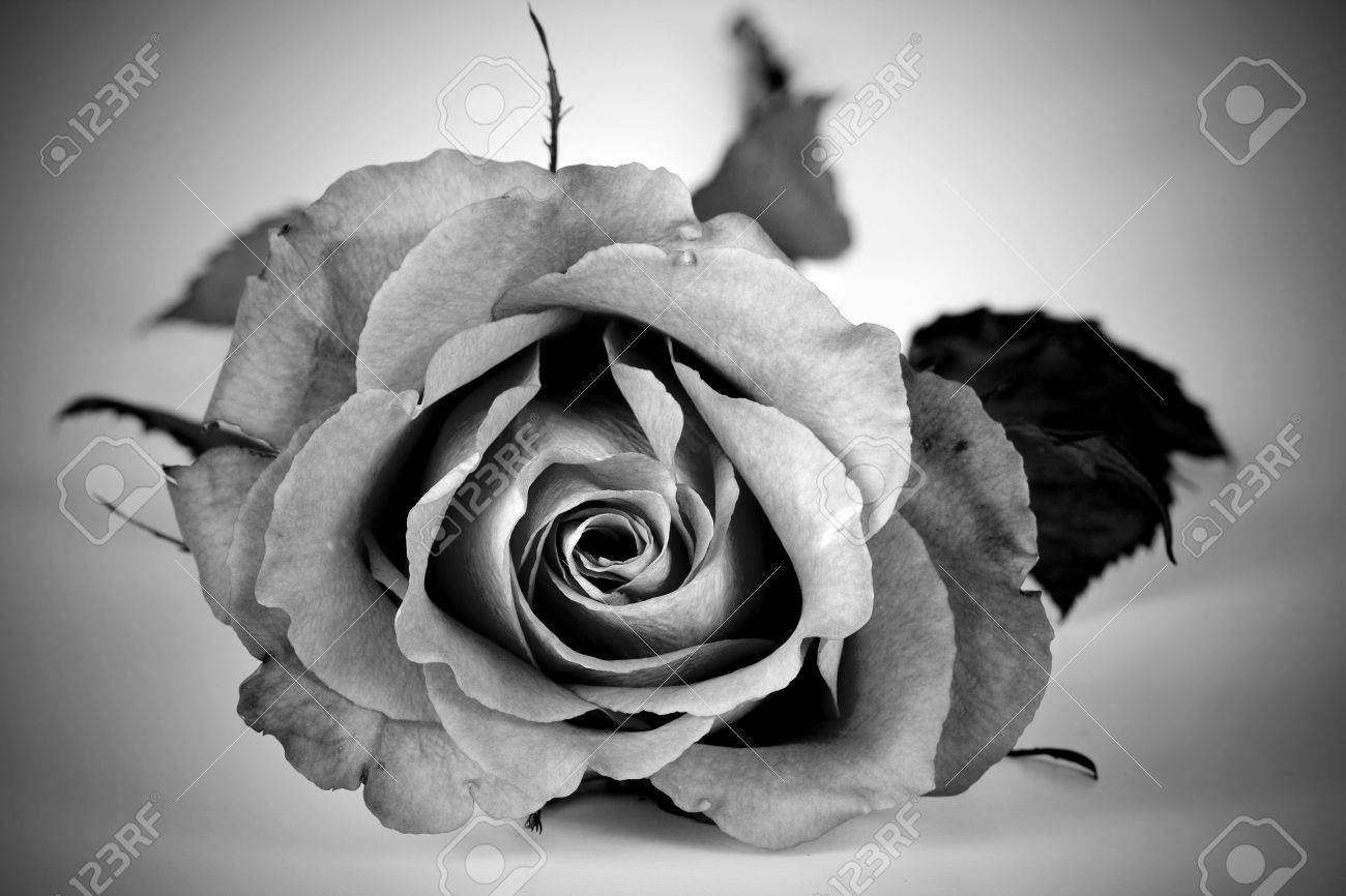 Black And White Pink Rose