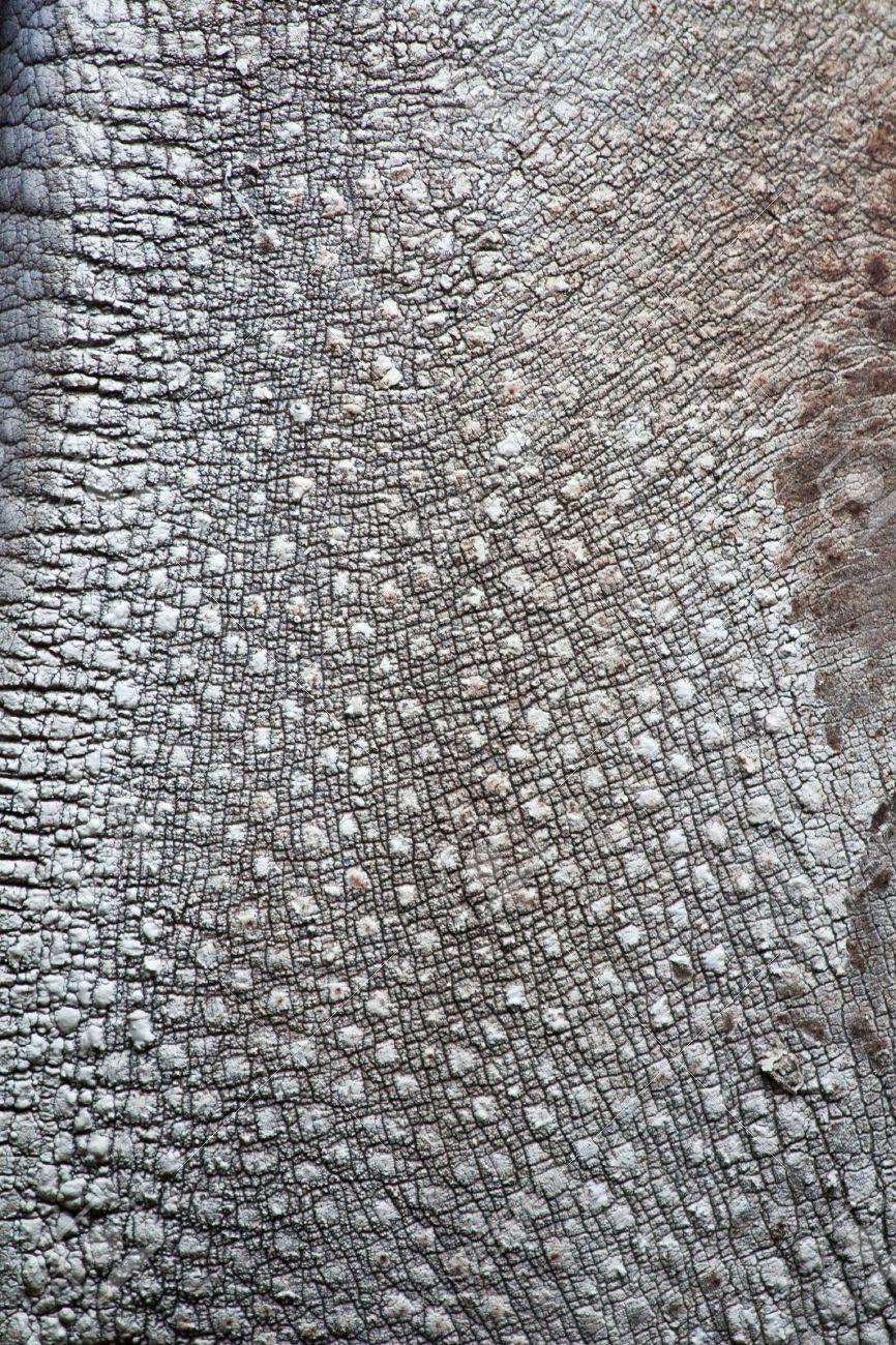 Rhinos Heads with Fur Collection 3D Model $69 - .max - Free3D, image size:866x1300