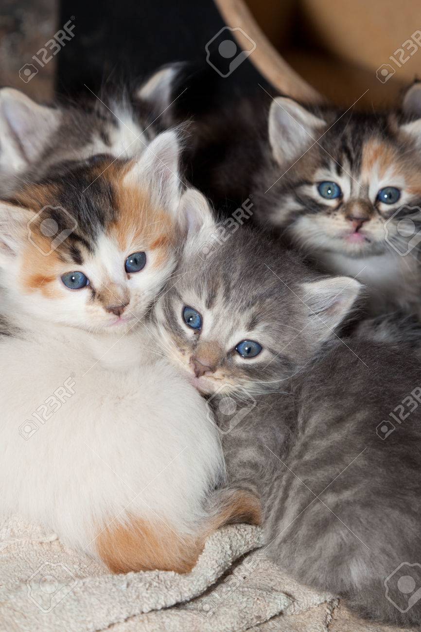 Funny Cat Pictures With Captions Christmas