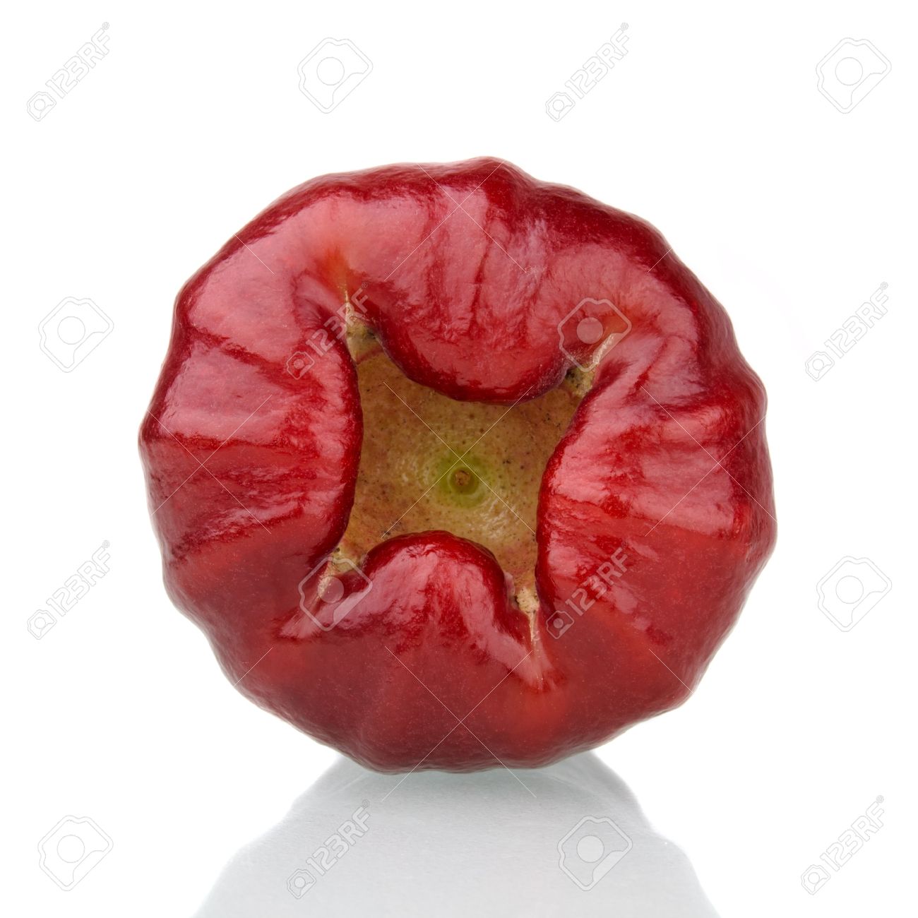 White And Red Rose Name White And Red Rose Name