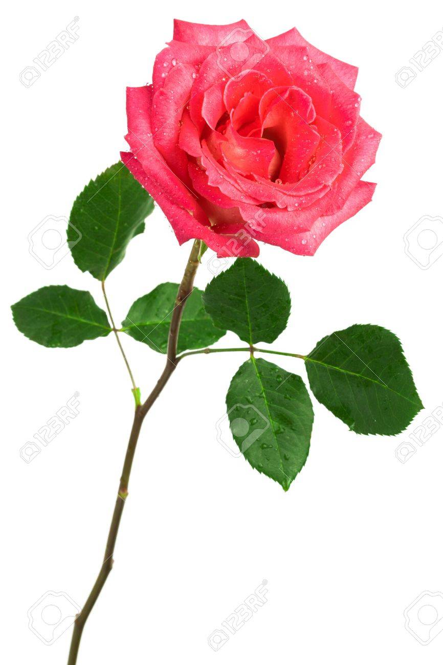 Single Pink Rose White Background