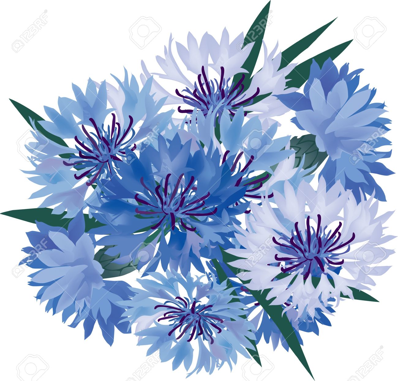 Cornflower Clip Art