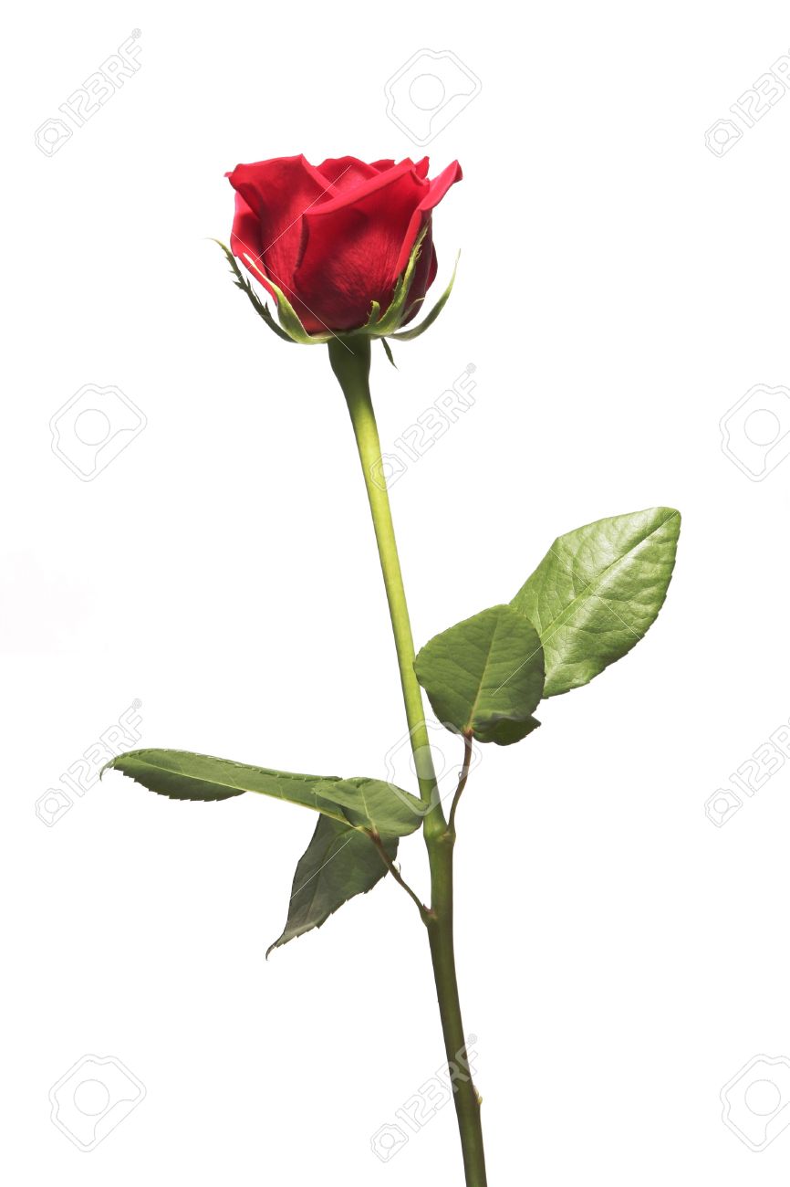 Single White Rose Stem Single White Rose Stem