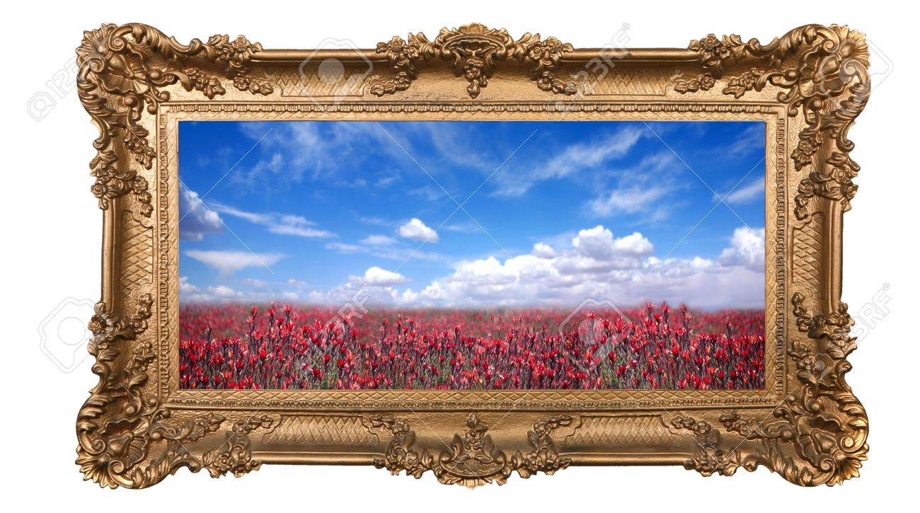 Field of Pretty Red Flowers and Beautiful Sky With High Depth of Field in a Golden