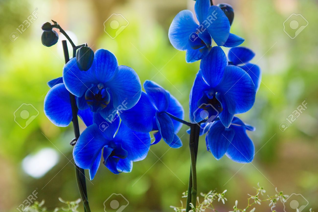 Orchid Phalaenopsis Blue