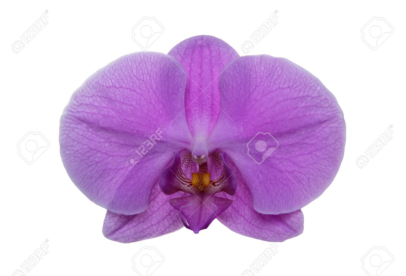 Purple Orchid Drawing