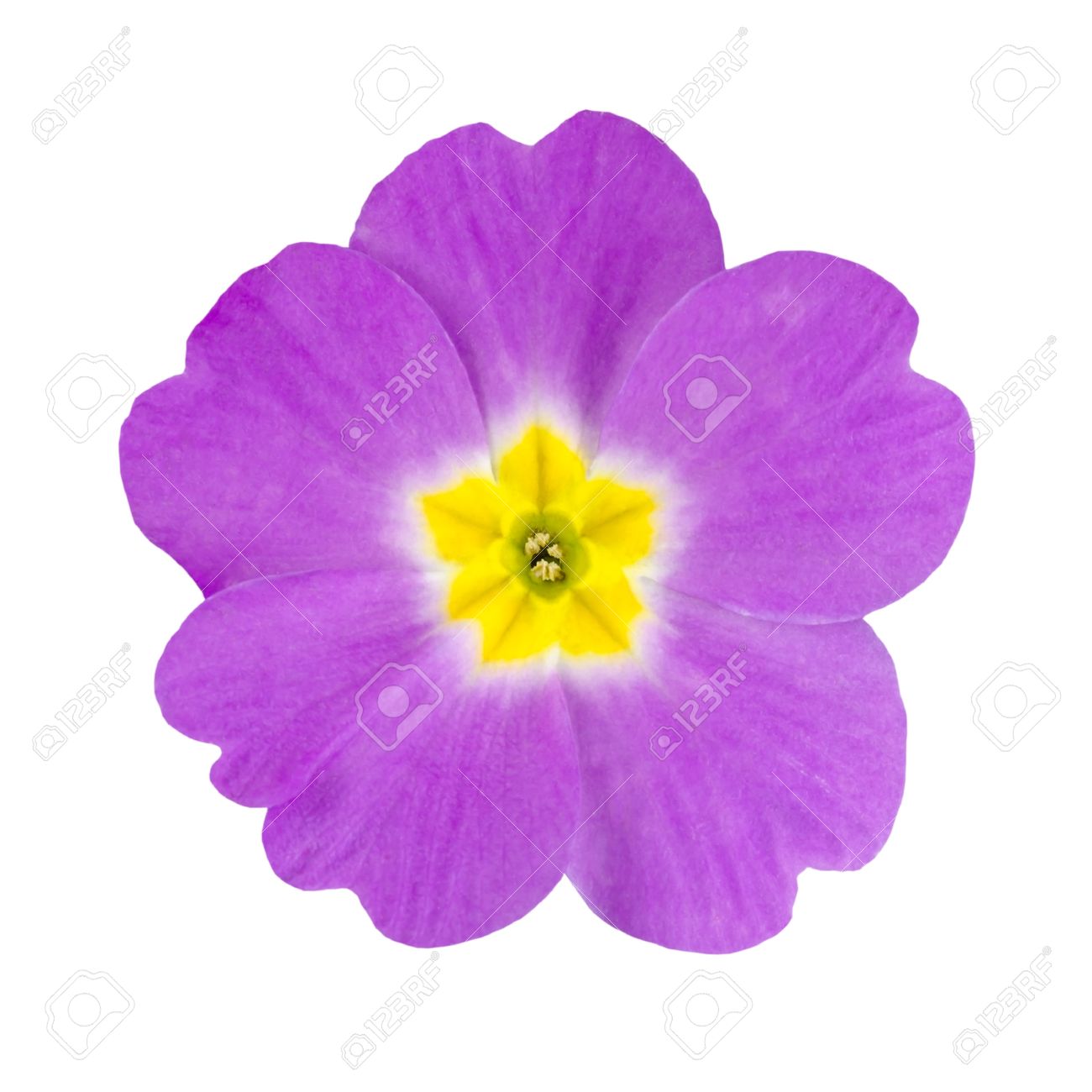 Single Flower White Background No Watermark