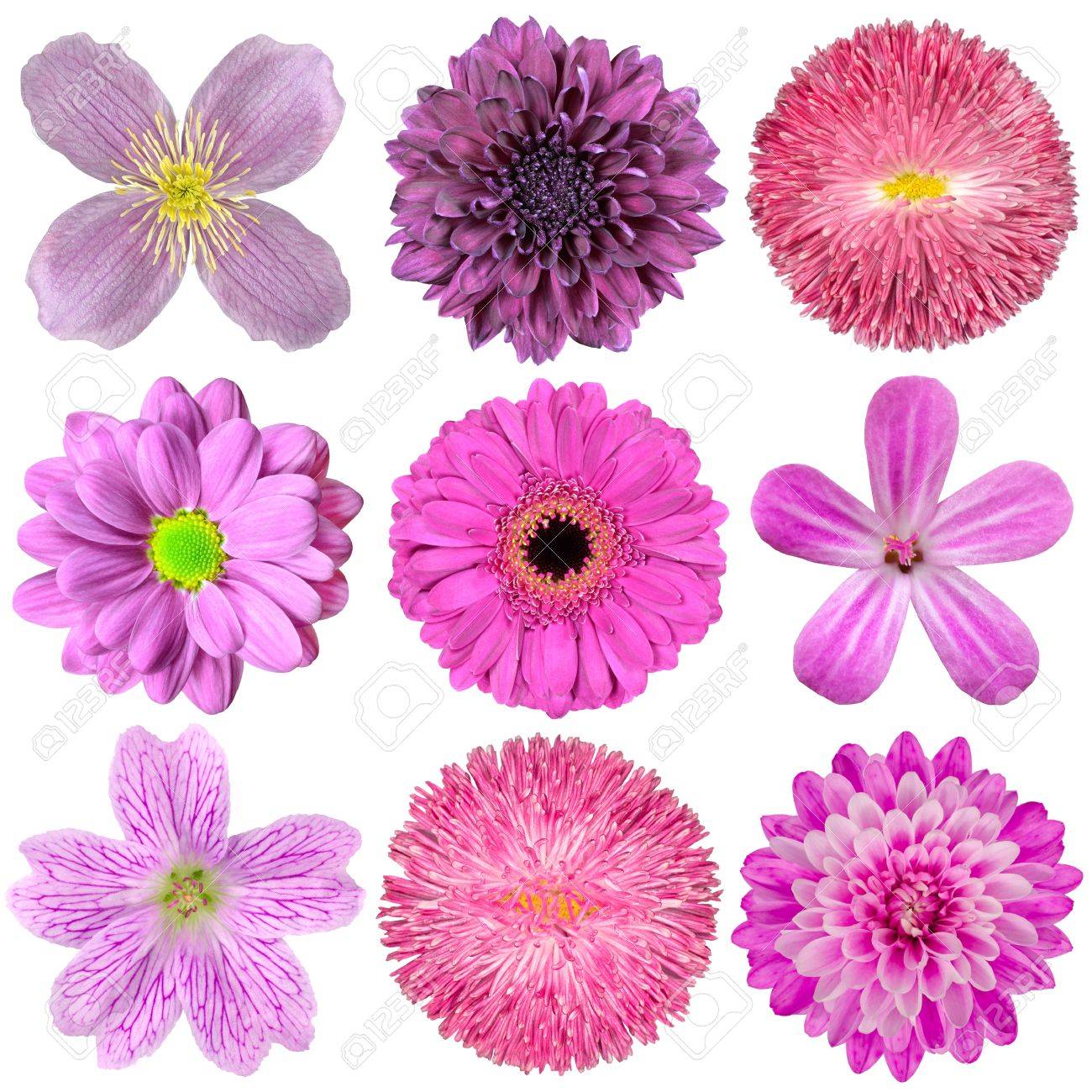 Purple Rose White Background Purple Rose White Background