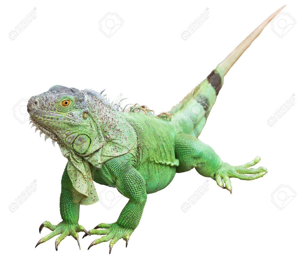 iguana afrika