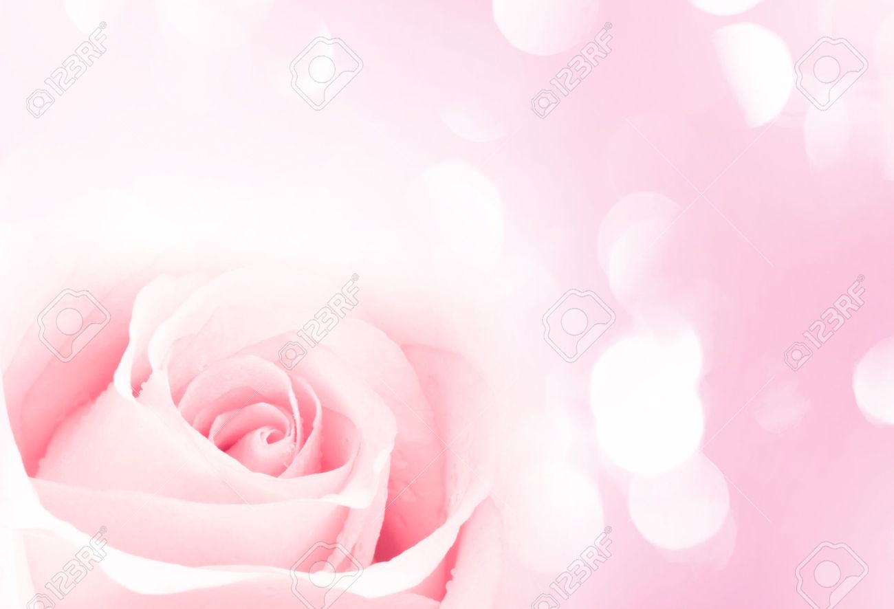 Light pink roses background Light pink roses background