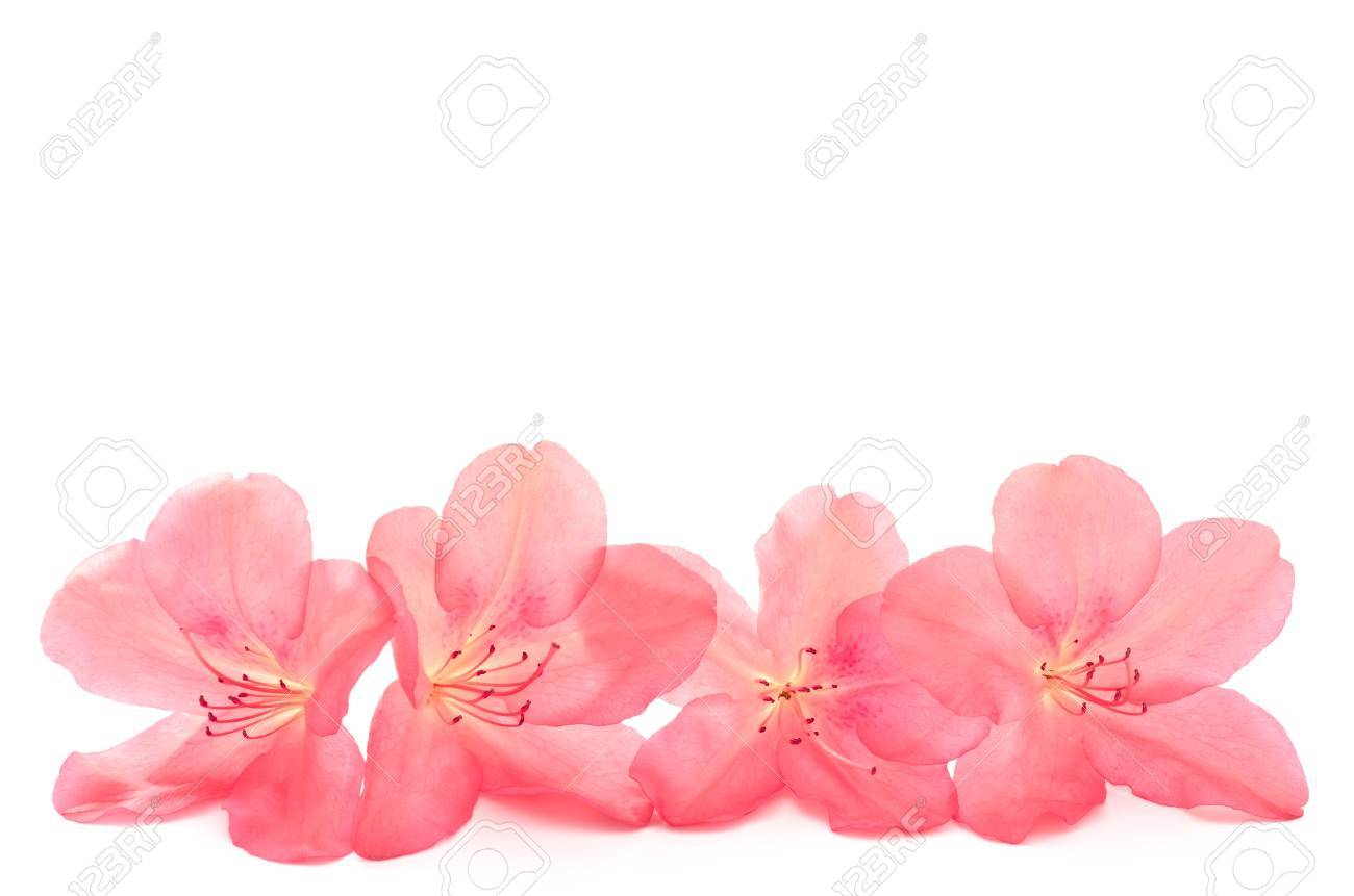 http://previews.123rf.com/images/varts/varts1206/varts120600025/14128493-Four-red-azalea-flowers-lined-on-white-background-Stock-Photo.jpg