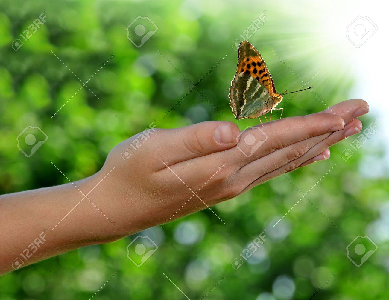 Worksheet Butterfly Beetle butterflies beetle insect stock photos images royalty free butterfly on childrens hands