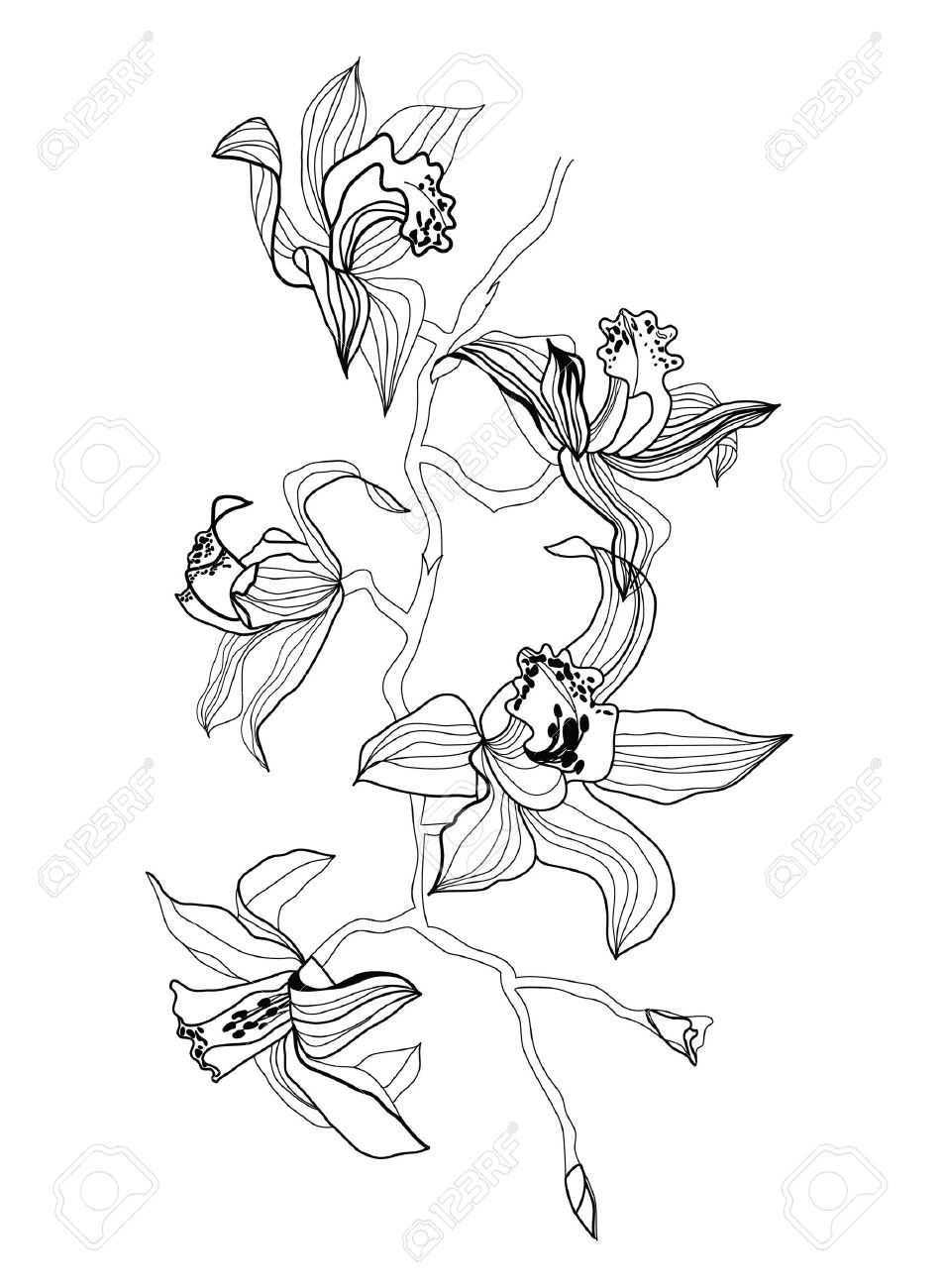 Orchid Clipart Black And White