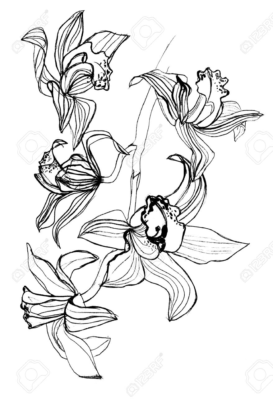 Orchid Drawing Black And White