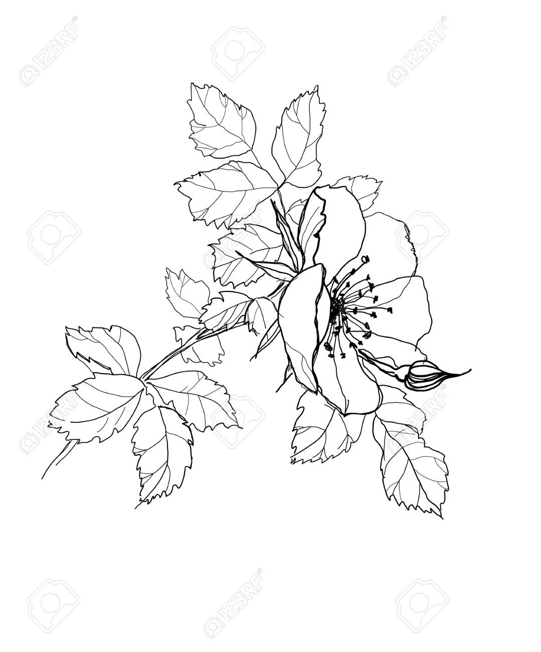 Rose Drawings In Pencil Outline Rose Drawings In Pencil Outline