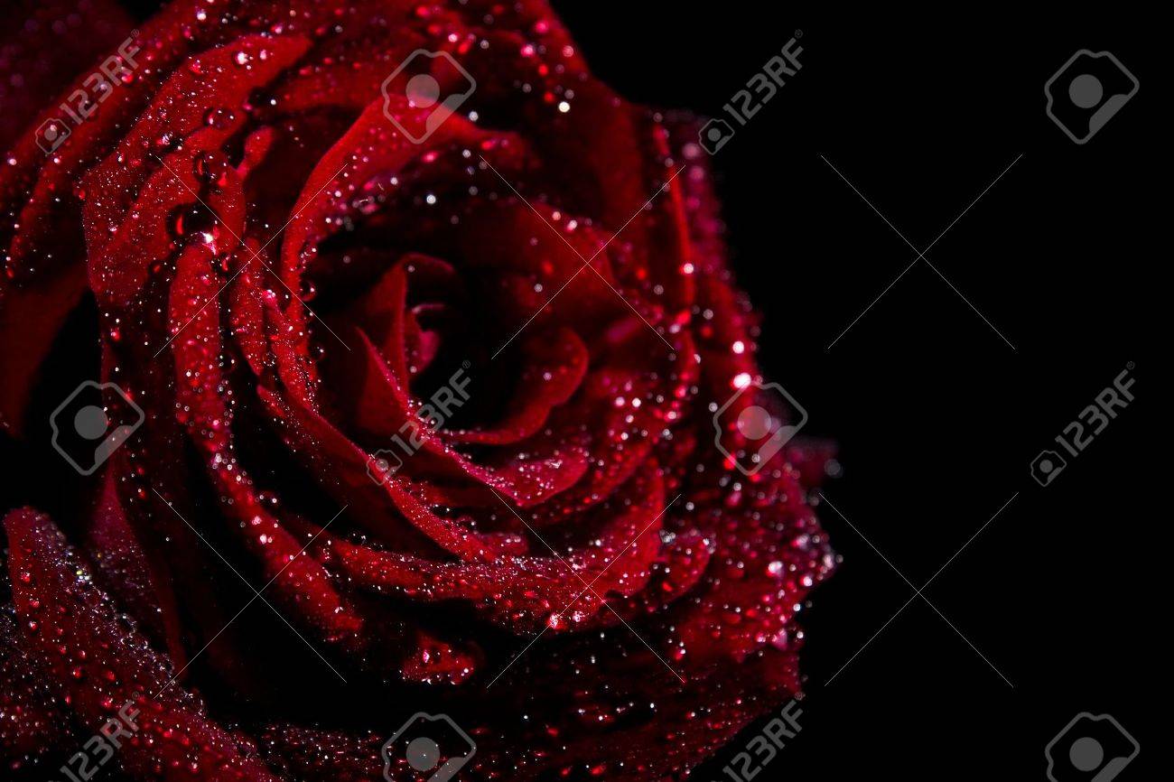 Red Roses With Water Drops With Black Background